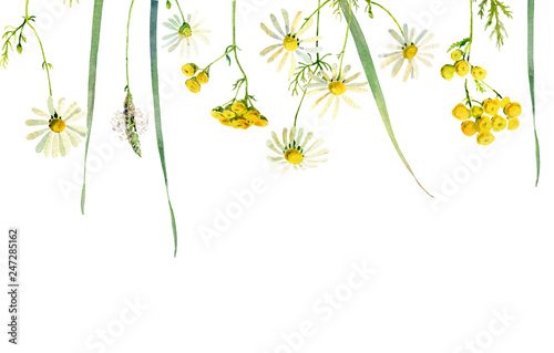 Watercolor frame of wild flowers of chamomile, tansy and herbs on a white background. For greetings and invitations © Olga F