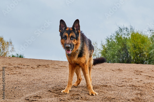 Dog German Shepherd outdoors on sand in a summer © keleny