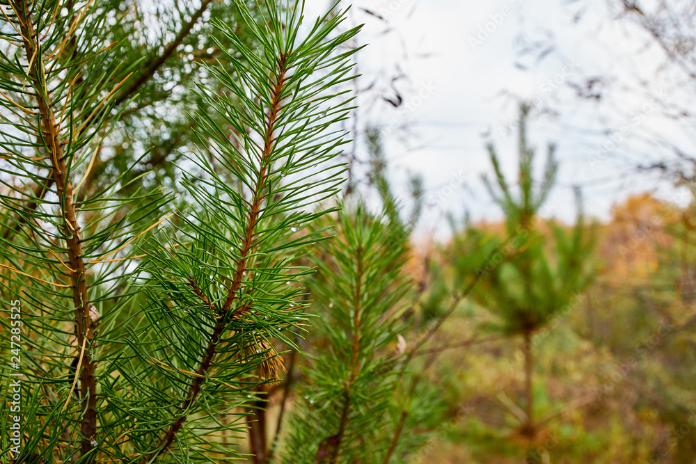 Closeup photo of green needle pine tree in a day Closeup photo of green needle pine tree in a day
