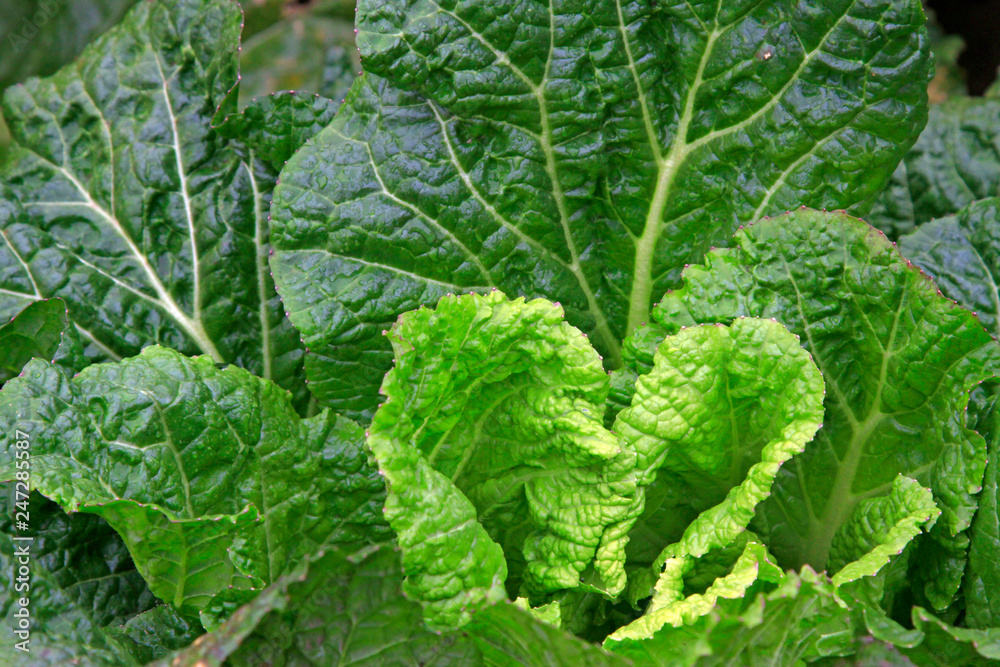 Chinese Cabbage Chinese Cabbage