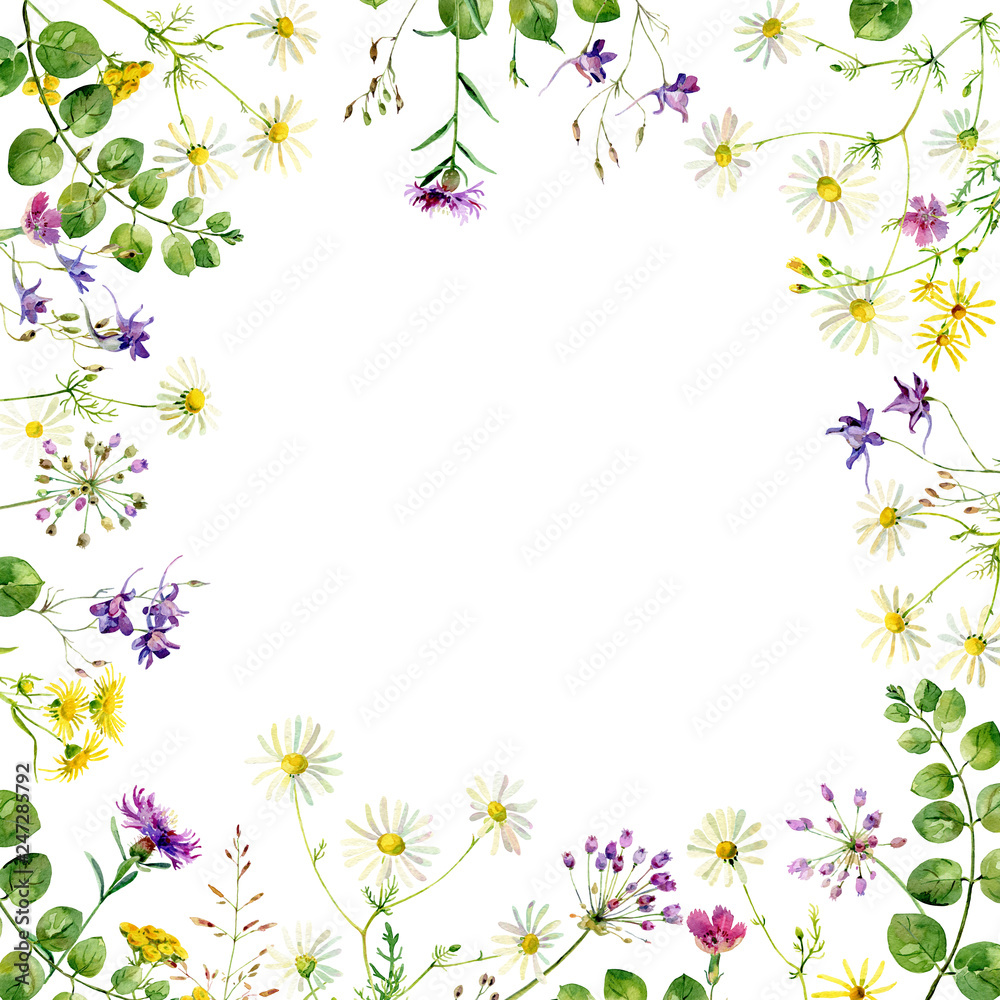 Watercolor frame of wild flowers and herbs on a white background. For greetings and invitations Watercolor frame of wild flowers and herbs on a white background. For greetings and invitations