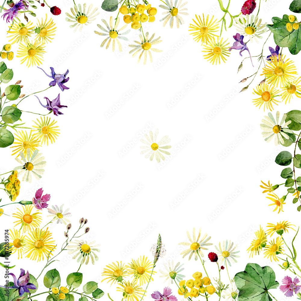 Watercolor background of wild flowers on a white background . For greetings and invitations