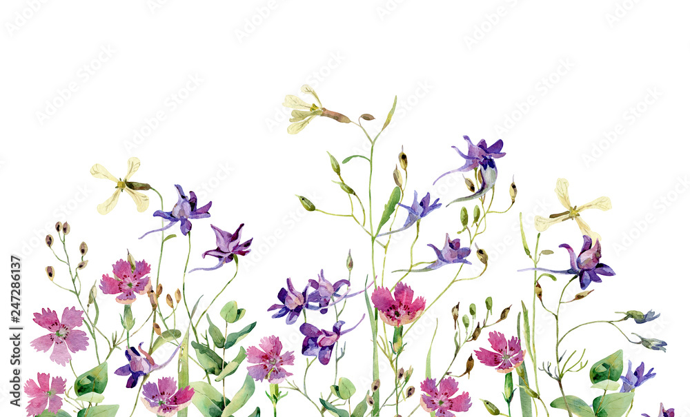 Obraz Goździki dzikich kwiatów i niebieskie kwiaty na białym tle. Na pozdrowienia i zaproszenia
