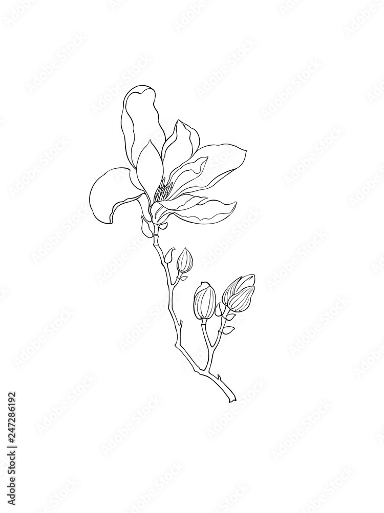 Obraz premium Illustration of magnolia, isolated, black and white.