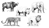Big african five animal. Hand drawn illustration