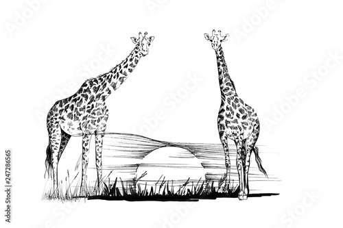 Two giraffe on sunset. Hand drawn illustration