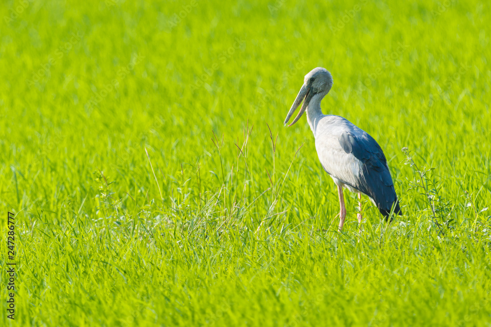 The Asian Openbill or Asian Openbill Stork (Anastomus oscitans) , Openbill birds in a field of green views. The Asian Openbill or Asian Openbill Stork (Anastomus oscitans) , Openbill birds in a field of green views.