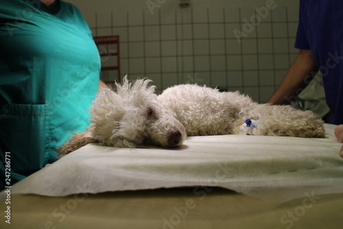 Poodle dog in anesthesia on operating table