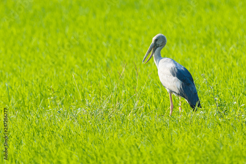 The Asian Openbill or Asian Openbill Stork (Anastomus oscitans) , Openbill birds in a field of green views. 
