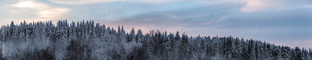 panoramic view of winter spruce forest against the sunset sky. Big size image. panoramic view of winter spruce forest against the sunset sky. Big size image.