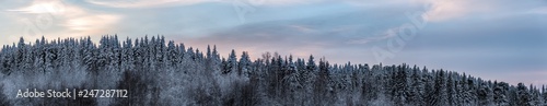 panoramic view of winter spruce forest against the sunset sky. Big size image.