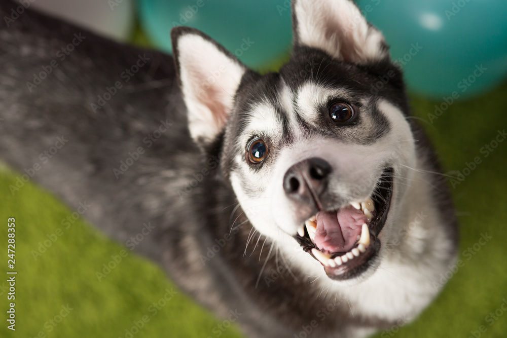 Obraz premium Dog breed Husky