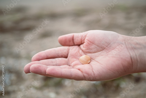 Hands holding sea shells © stanislavss