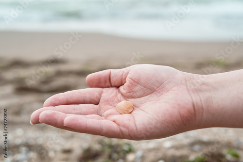 Hands holding sea shells © stanislavss