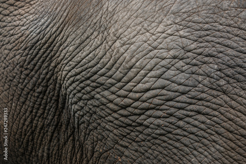 Leather, skin of the Asian elephant.