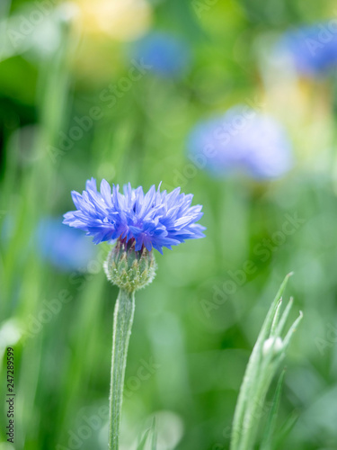 Wallpaper Mural 一輪のヤグルマギク Torontodigital.ca