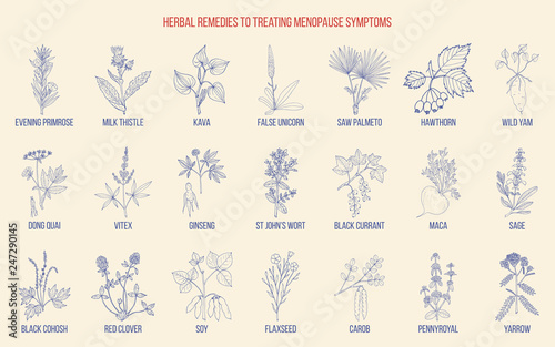Best herbs for menopause symptom treatment