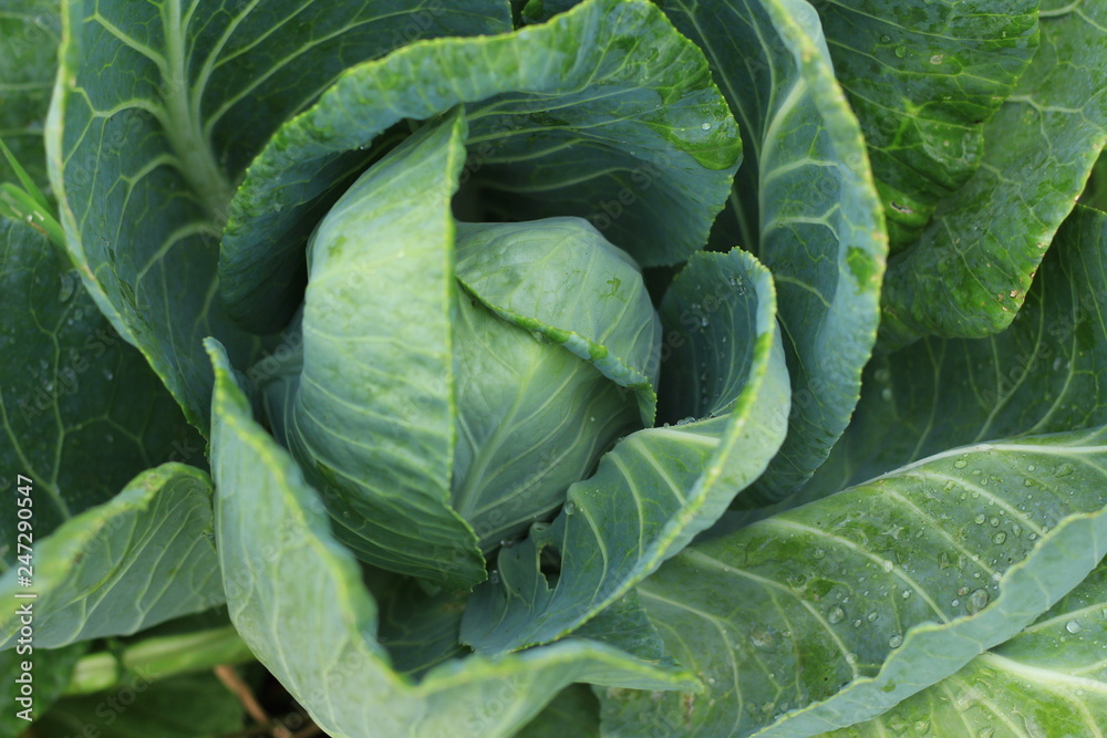 Obraz premium cabbage closeup