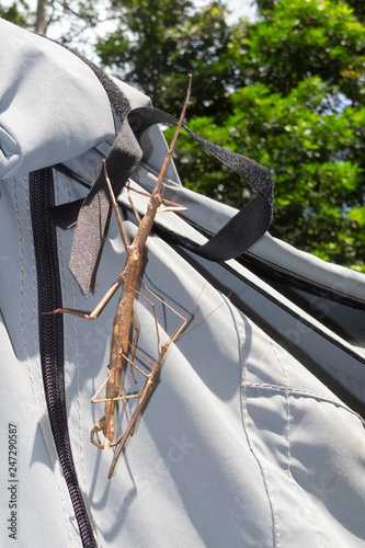 Stick Insects mating on tent canvas near Kuranda in Tropical North Queensland, Australia