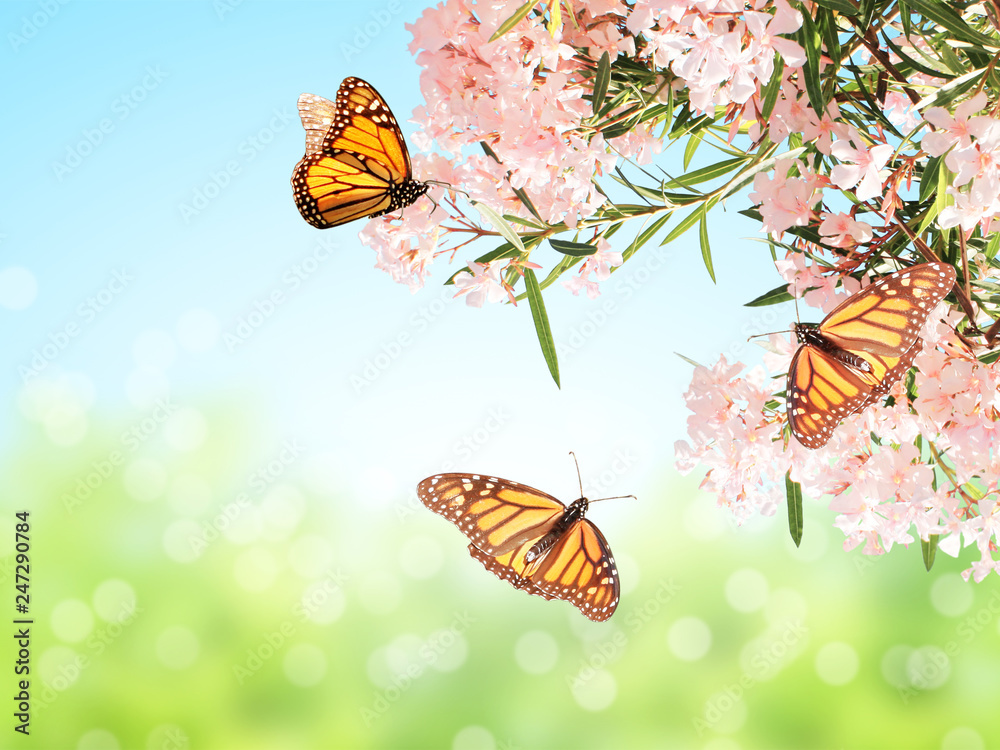 Naklejka Pink flowers and monarch butterflies