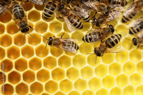 Honigbienen auf gelber Wabe