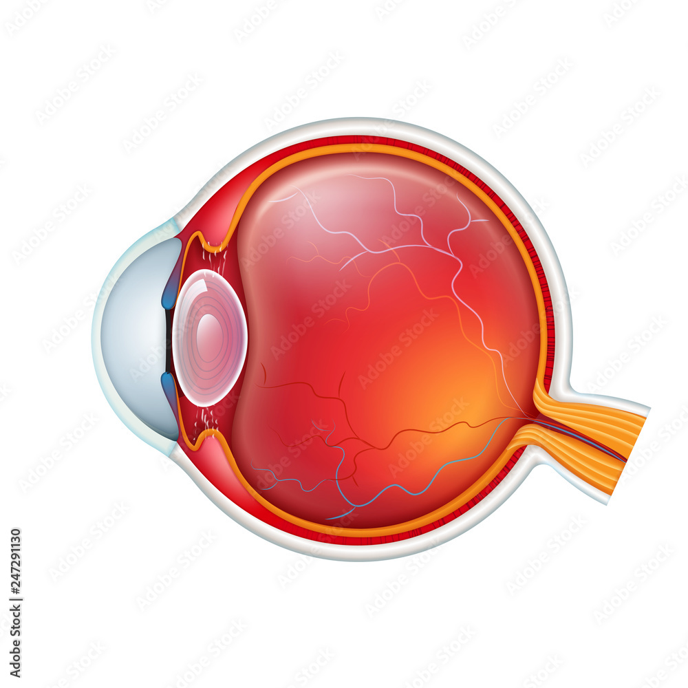 Vector human eye crossection close up isolated on white baclground ...
