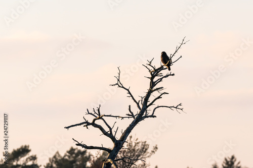 Bird of prey in a tree top