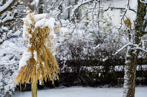 Traditional sheaf of oats in a garden