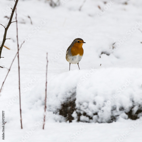 Red Robin in winter season © olandsfokus