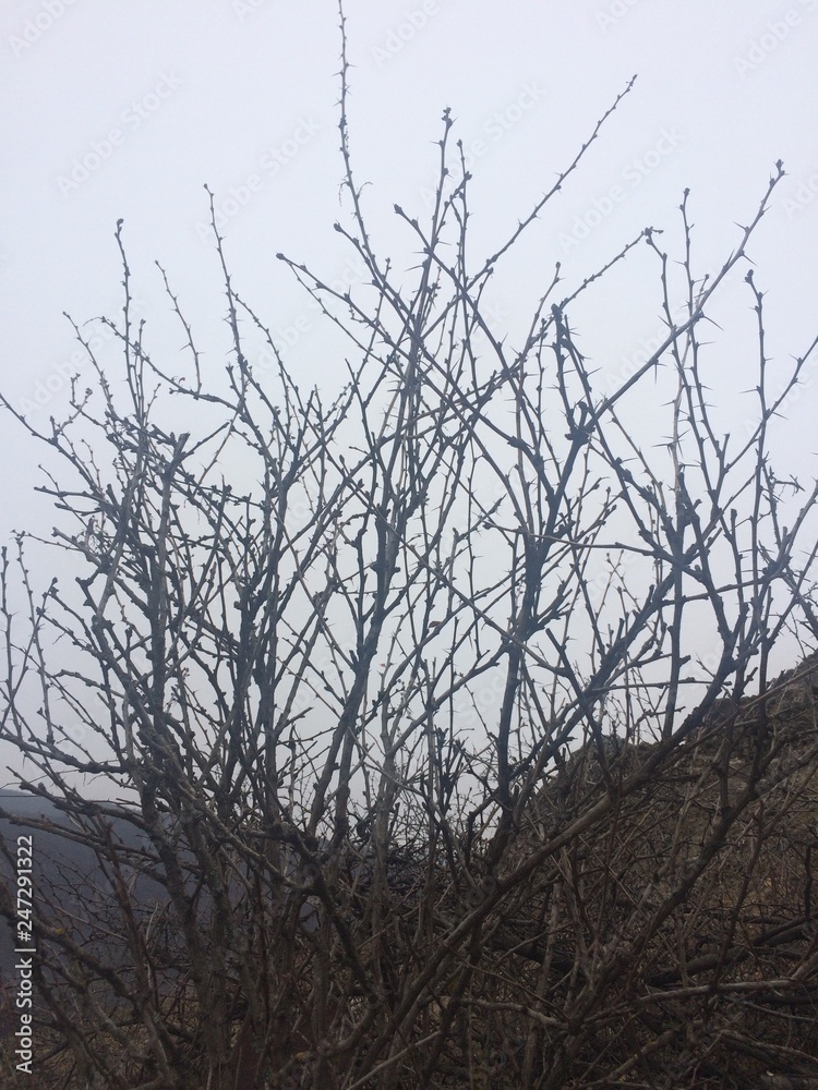 Fototapeta premium Leafless tree branches