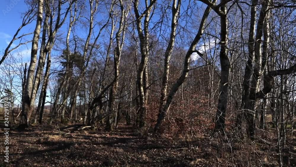 Kleiner Baumbestand im Moor - Kameraschwenk Kleiner Baumbestand im Moor - Kameraschwenk