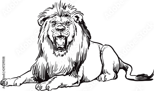 Lion, drawing