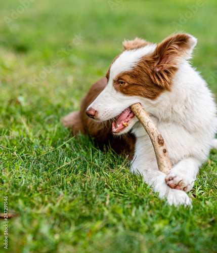 Brown border collie dog playing with a stick