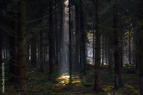 Sunbeam in a mysterious dark pine forest lightens moss on the ground