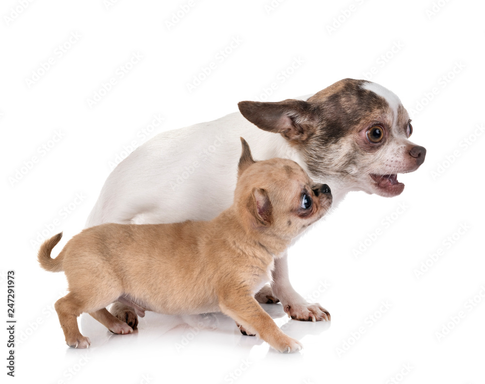 Obraz premium chihuahuas in studio