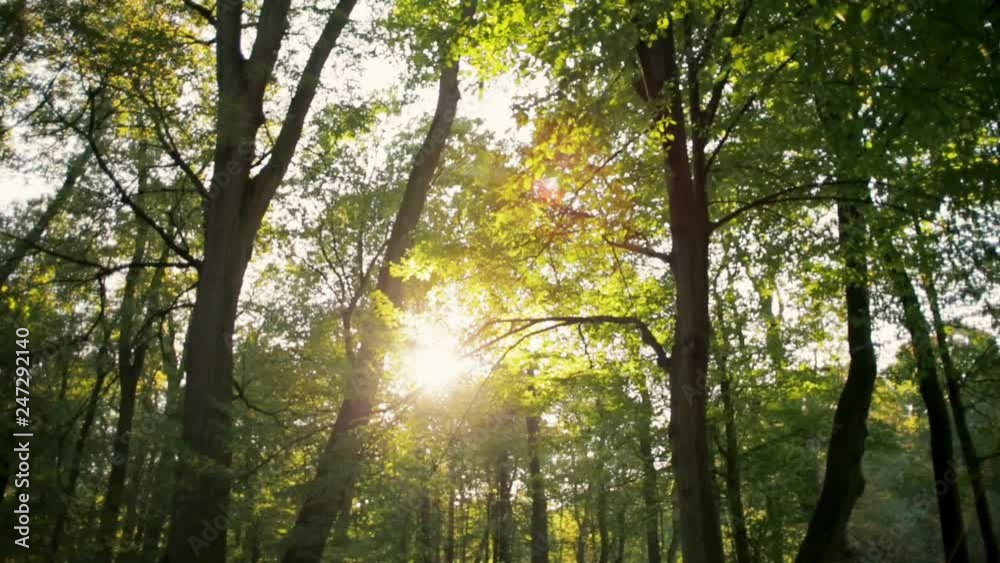 Panning Background Nature Video Shot of Sun Shining through the Trees in the Forest in Late Summer or Autumn with Lense Flare Panning Background Nature Video Shot of Sun Shining through the Trees in the Forest in Late Summer or Autumn with Lense Flare