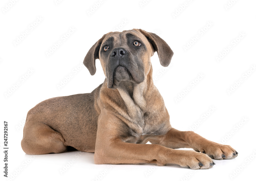 young cane corso