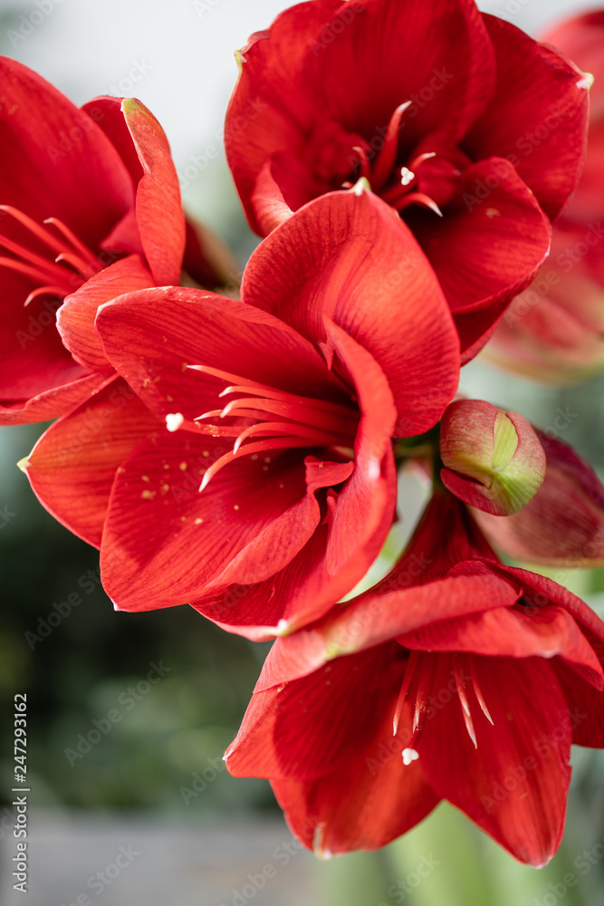 Close up of a red amaryllis. Amaryllis flowers in Glass vase. Flower shop concept, Wallpaper Close up of a red amaryllis. Amaryllis flowers in Glass vase. Flower shop concept, Wallpaper