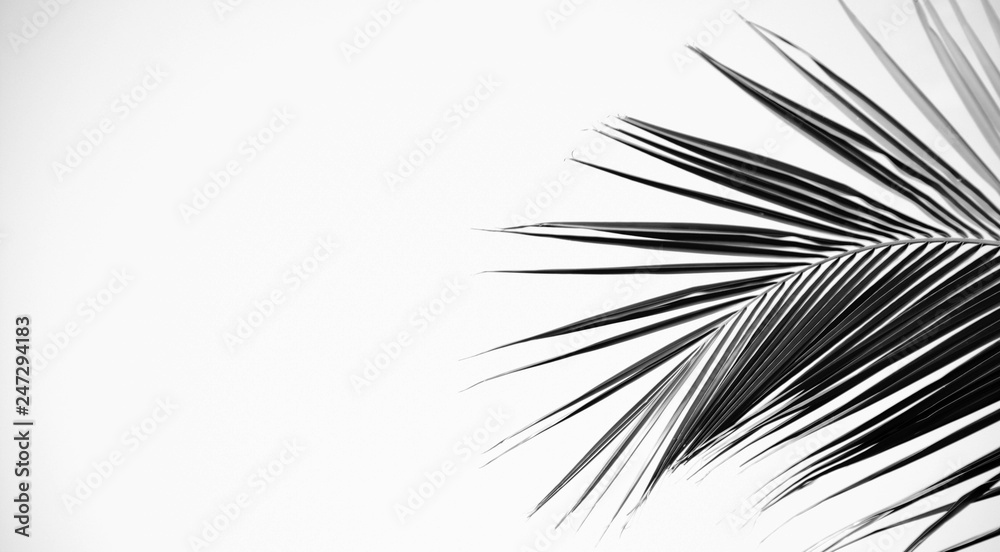 Obraz premium palms leaf on white background
