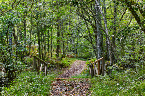 Wooden path in the forest. Muniellos natural park. Asturias photo