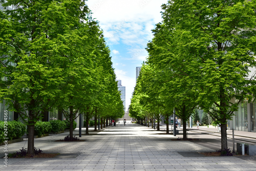 Scene of the green avenue of the town of the day of the blue sky which it was fine