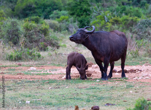 buffalo mother and calf