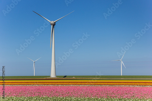 Wind turbines and a field of pink tulips in Noordoostpolder, Netherlands