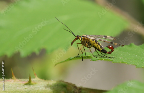 A male Scorpion Fly (Panorpa communis) perched on a leaf. © Sandra Standbridge