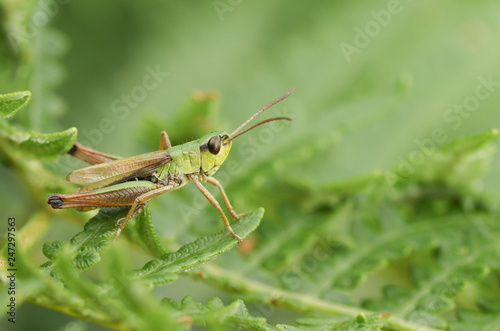 A Meadow Grasshopper (Chorthippus parallelus) perched on bracken.