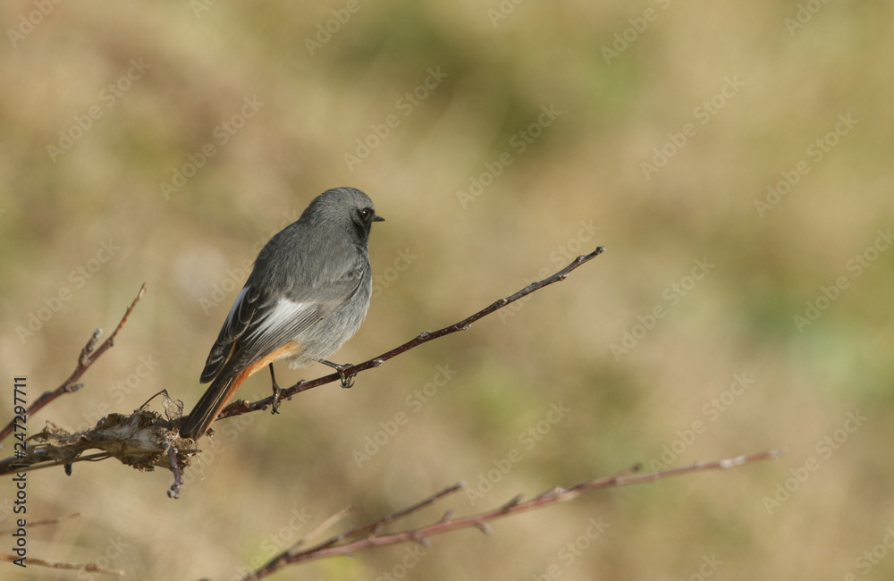 A beautiful male Black Redstart, Phoenicurus ochruros, perching on a branch. It is hunting for insects to eat.