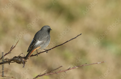 A beautiful male Black Redstart, Phoenicurus ochruros, perching on a branch. It is hunting for insects to eat.