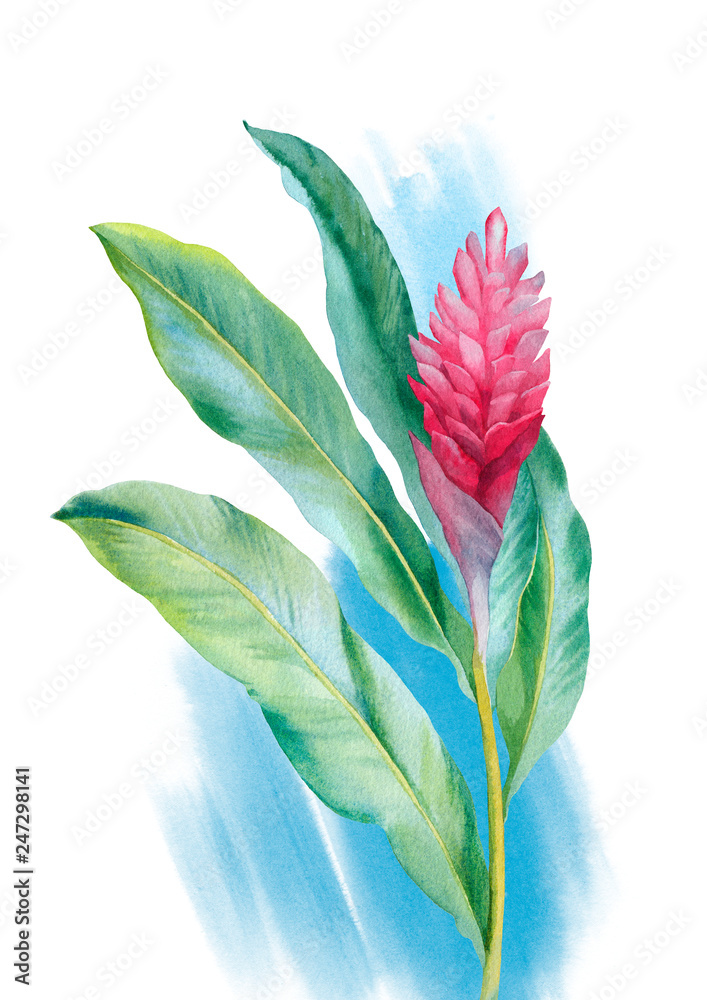 Obraz premium Watercolor red ginger flower. Hand painted illustration