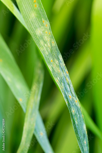 natural wheat leaf rust disease of puccinia triticina photo