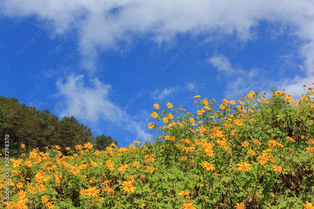 Beautiful mexican sunflower on the mountains in Thailand Beautiful mexican sunflower on the mountains in Thailand